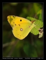 Filename=11-Colias_hyale.jpg
Filesize=168KB
Dimensions=542x704
Date added=Mar 11, 2007 11-Colias_hyale.jpg