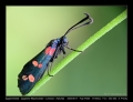 Filename=29-Zygaena_filependulae.jpg
Filesize=160KB
Dimensions=704x544
Date added=Mar 11, 2007 29-Zygaena_filependulae.jpg