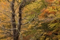 Filename=Roble.jpg
Filesize=697KB
Dimensions=680x454
Date added=Aug 24, 2010 Roble.jpg
