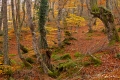 Filename=bcadenas10.jpg
Filesize=247KB
Dimensions=800x536
Date added=Nov 13, 2011 bcadenas10.jpg