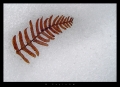 Filename=felechu.jpg
Filesize=263KB
Dimensions=700x510
Date added=Jan 12, 2009 felechu.jpg