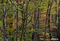 Filename=hayedofere06.jpg
Filesize=408KB
Dimensions=580x396
Date added=Nov 07, 2009 hayedofere06.jpg